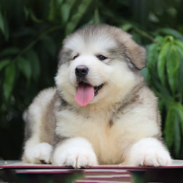 Pomeranian dog