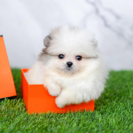 Pomeranian dog