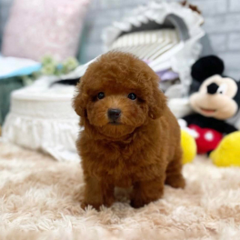 Pomeranian dog