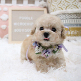 Pomeranian dog