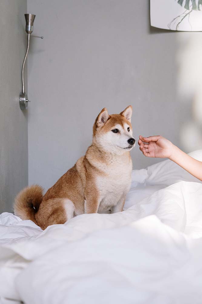 Dog photo
