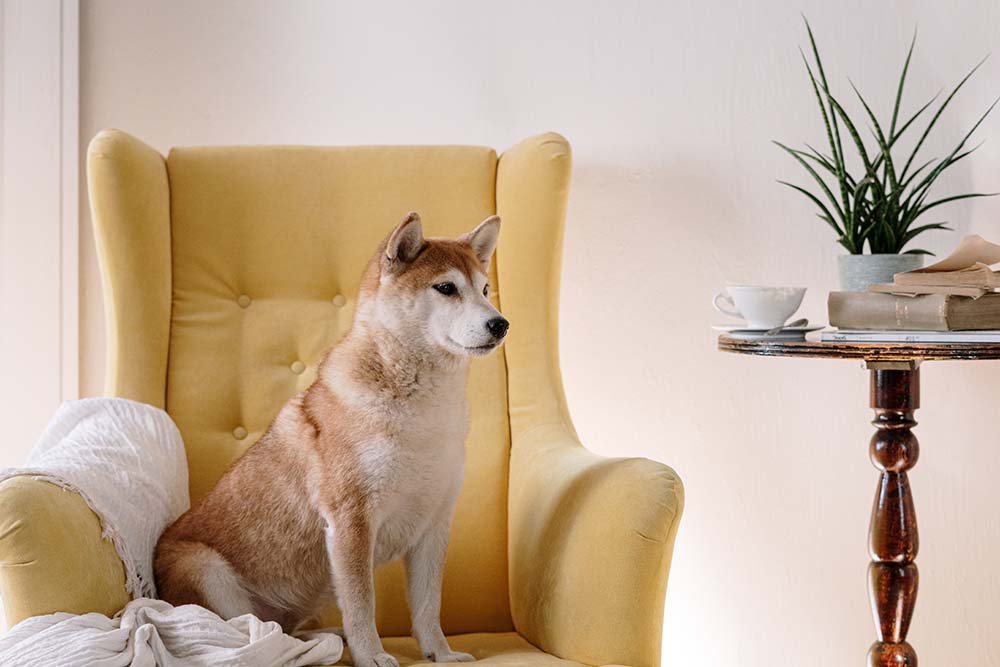 Dog photo