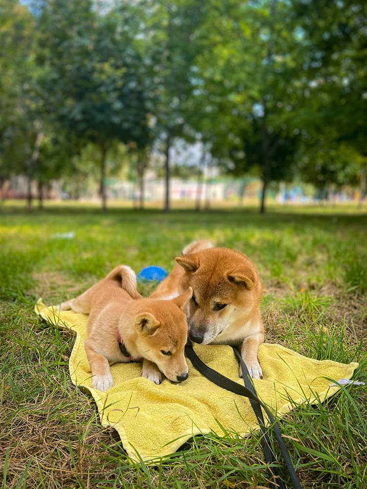 Dog photo