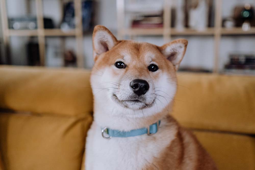 Dog photo